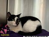 adoptable Cat in  named TRAVIS