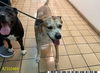 adoptable Dog in  named TITO