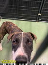 adoptable Dog in  named AXEL