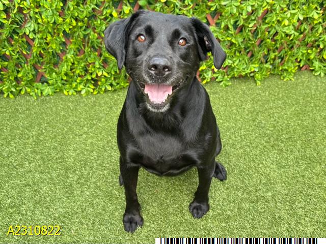 adoptable Dog in Royal Palm Beach, FL named RUDDER