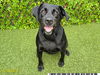 adoptable Dog in  named RUDDER