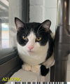 adoptable Cat in  named CUDDLES
