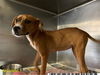 adoptable Dog in  named LIZZIE