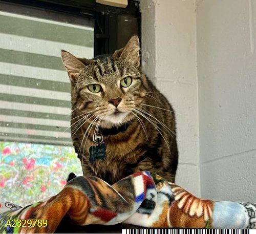 HONEYBEE, an adoptable Domestic Short Hair in West Palm Beach, FL