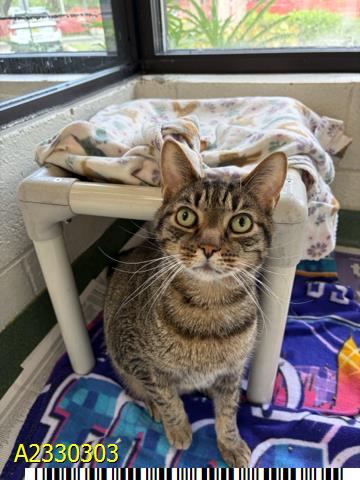 MAX, Senior Domestic Short Hair (medium coat), cat for adoption in Jupiter, Florida