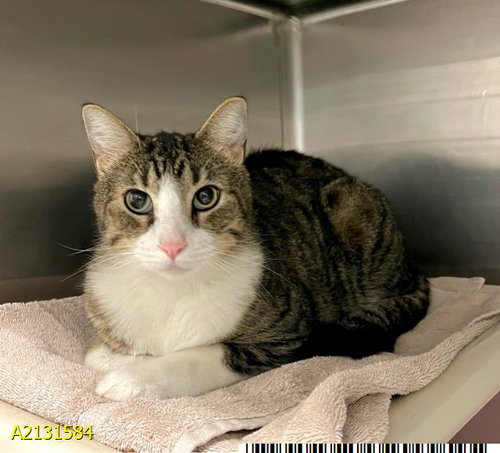 VINNY, an adoptable Domestic Short Hair in West Palm Beach, FL