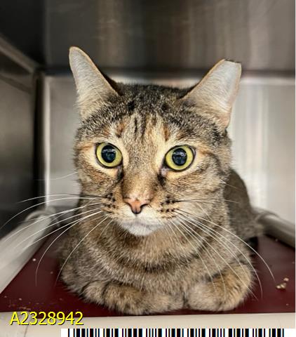 KATY, an adoptable Domestic Short Hair in West Palm Beach, FL