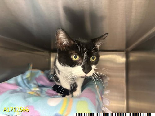 TAYLOR, an adoptable Domestic Short Hair in West Palm Beach, FL
