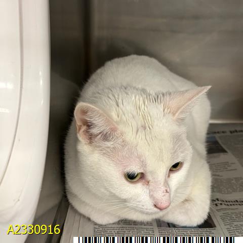 SNOWBALL, an adoptable Domestic Short Hair in West Palm Beach, FL