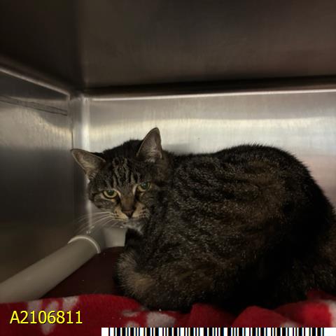 ALICE, an adoptable Domestic Short Hair in West Palm Beach, FL