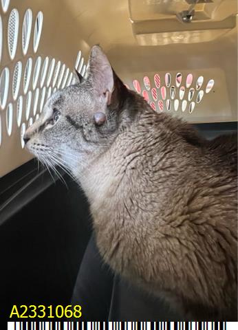 picture of the cat needing adoption