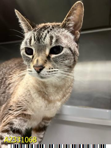 ROSE, Senior Siamese (medium coat), cat for adoption in Jupiter, Florida