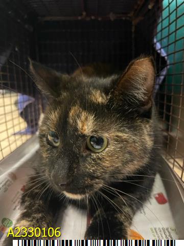picture of the cat needing adoption