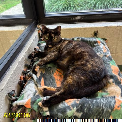 LANA, Adult Domestic Short Hair (medium coat), cat for adoption in Jupiter, Florida