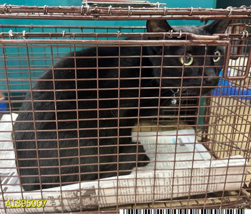 picture of the cat needing adoption
