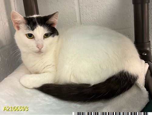 MAY, Adult Domestic Short Hair (medium coat), cat for adoption in Jupiter, Florida