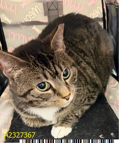 picture of the cat needing adoption