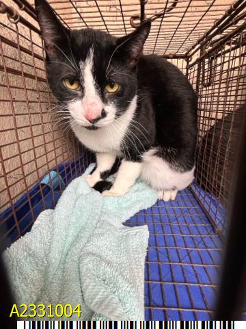 picture of the cat needing adoption