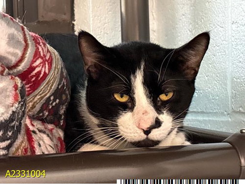 THOR, Senior Domestic Short Hair (medium coat), cat for adoption in Jupiter, Florida