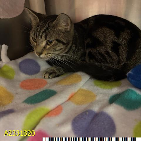 NALA, Young Domestic Short Hair (medium coat), cat for adoption in Jupiter, Florida