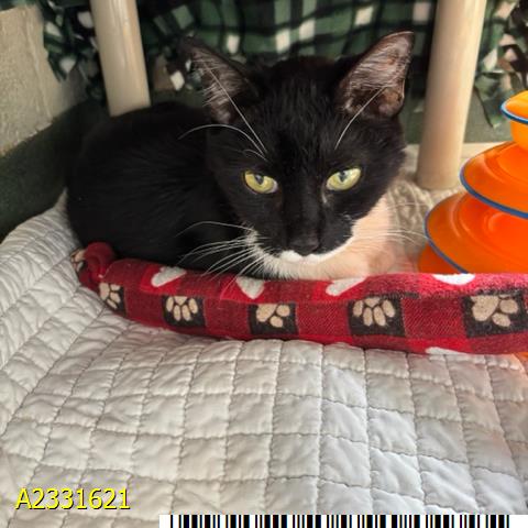 PRECIOUS, Senior Domestic Short Hair (medium coat), cat for adoption in Jupiter, Florida