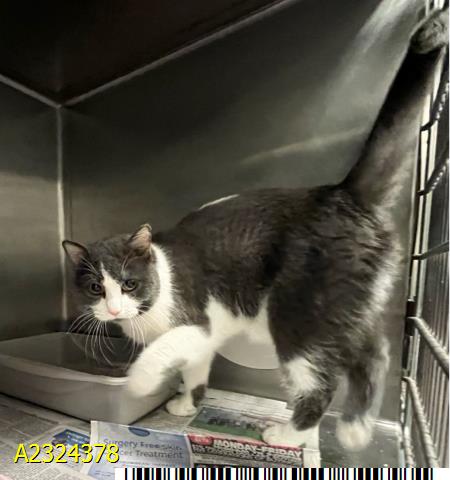 TK, Adult Domestic Short Hair (medium coat), cat for adoption in Coconut Creek, Florida