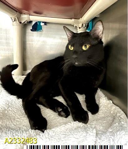 SABLE