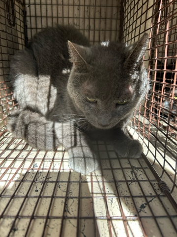 GRAYBABIE