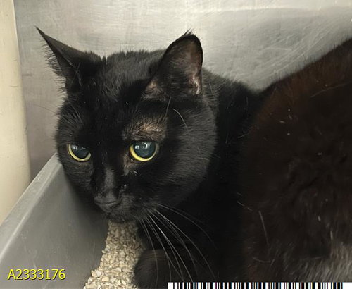 PIE, an adoptable Domestic Short Hair in West Palm Beach, FL