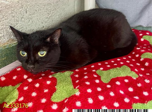 PIE, Senior Domestic Short Hair (medium coat), cat for adoption in Hollywood, Florida