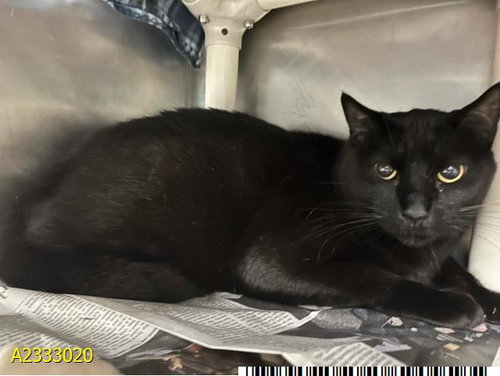LITTLE BIT, an adoptable Domestic Short Hair in West Palm Beach, FL