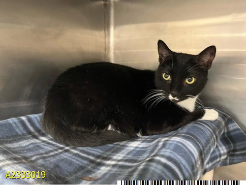 SMUGGY, an adoptable Domestic Short Hair in West Palm Beach, FL