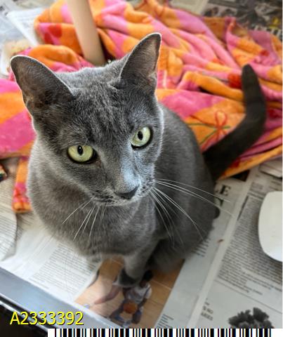 GREYFELLA, an adoptable Domestic Short Hair in West Palm Beach, FL