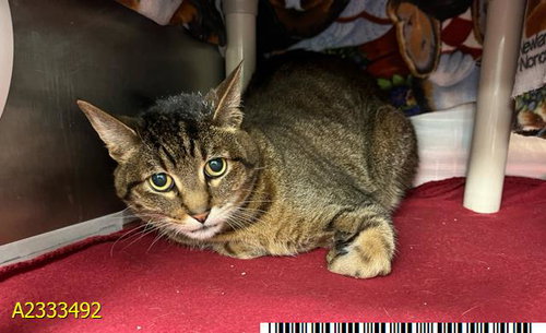 ROCCO, an adoptable Domestic Short Hair in West Palm Beach, FL