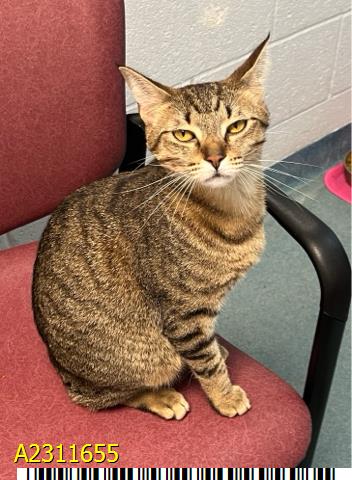 ISABELLA, Young Domestic Short Hair (medium coat), cat for adoption in Port St. Lucie, Florida