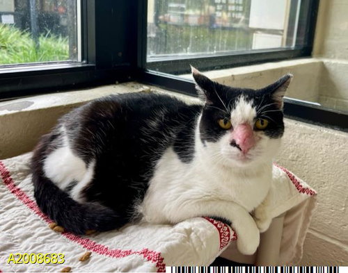SASSY, Senior Domestic Short Hair (medium coat), cat for adoption in Davie, Florida