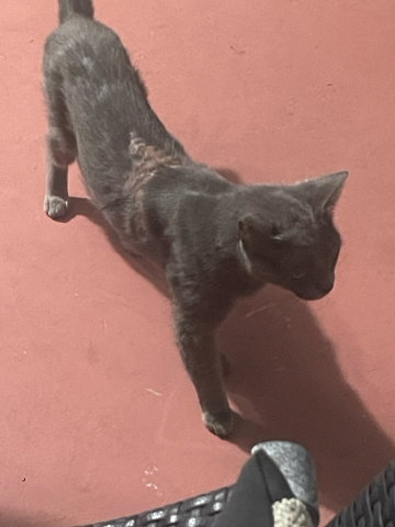 GIZMO, Adult Russian Blue / Mixed (medium coat), cat for adoption in Hollywood, Florida