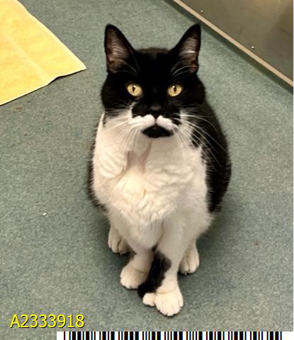 HEMMI, Senior Domestic Short Hair (medium coat), cat for adoption in Davie, Florida