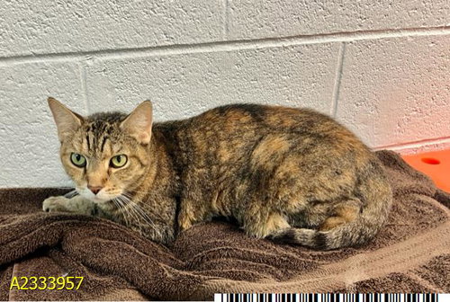 LIL EMMA, Senior Domestic Short Hair (medium coat), cat for adoption in Port St. Lucie, Florida