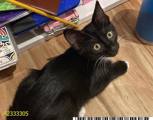 LOKI