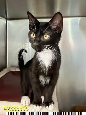 LOKI, Baby Domestic Short Hair (medium coat), cat for adoption in Greenacres, Florida