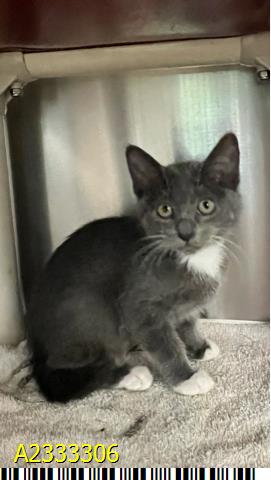 PEARL, Baby Domestic Short Hair (medium coat), cat for adoption in Greenacres, Florida