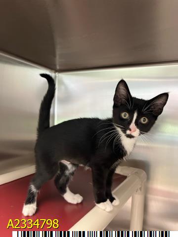 ELOISE, Baby Domestic Short Hair (medium coat), cat for adoption in Greenacres, Florida
