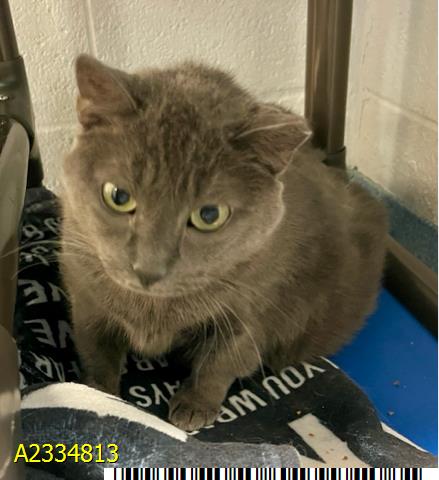 PEANUT, an adoptable Russian Blue in West Palm Beach, FL