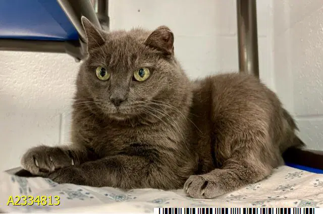 Peanut - Russian Blue