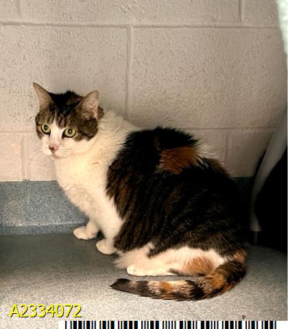 COCO, Senior Domestic Short Hair (medium coat), cat for adoption in Davie, Florida