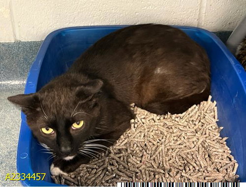 CHANCE, Adult Domestic Short Hair (medium coat), cat for adoption in Davie, Florida