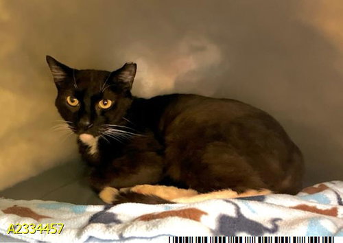CHANCE, Adult Domestic Short Hair (medium coat), cat for adoption in North Lauderdale, Florida