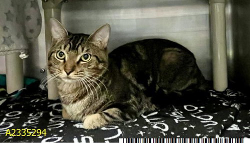 CALVIN, Adult Domestic Short Hair (medium coat), cat for adoption in Davie, Florida