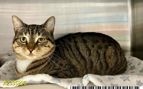 PIPPIN, Adult Domestic Short Hair (medium coat), cat for adoption in Davie, Florida